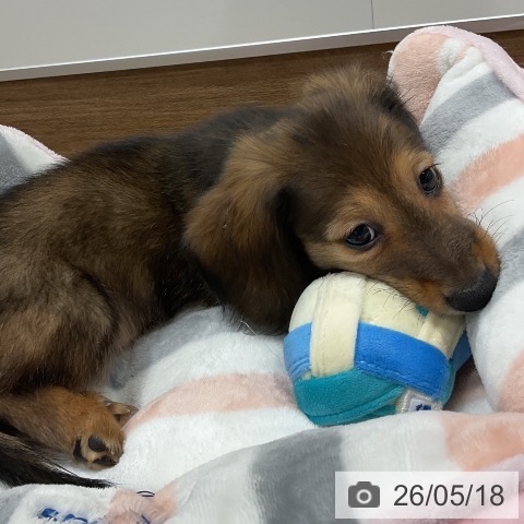 神奈川県のミニチュアダックスフンド(ロング) (ペッツワン 小田原店/2026年2月28日生まれ/男の子/シェーデットイエロー)の子犬の3枚目の画像