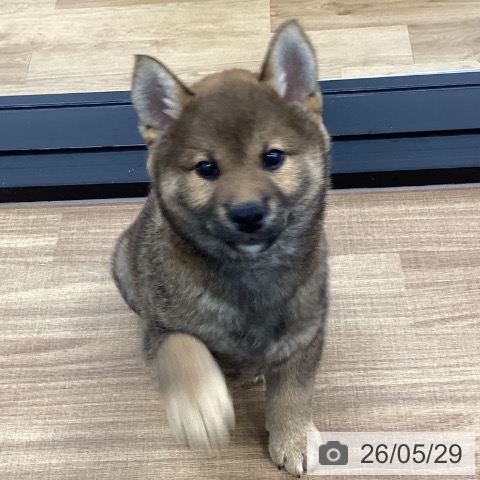 茨城県の柴犬(標準サイズ) (ペッツワン つくば店/2026年3月16日生まれ/男の子/赤)の子犬の4枚目の画像