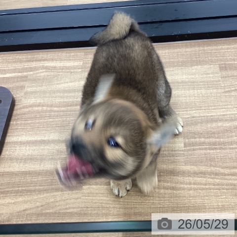 茨城県の柴犬(標準サイズ) (ペッツワン つくば店/2026年3月16日生まれ/男の子/赤)の子犬の3枚目の画像