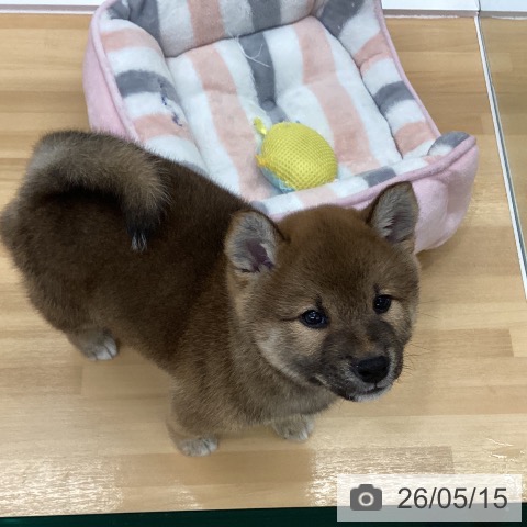 柴の写真
