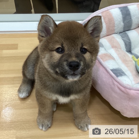 柴の写真