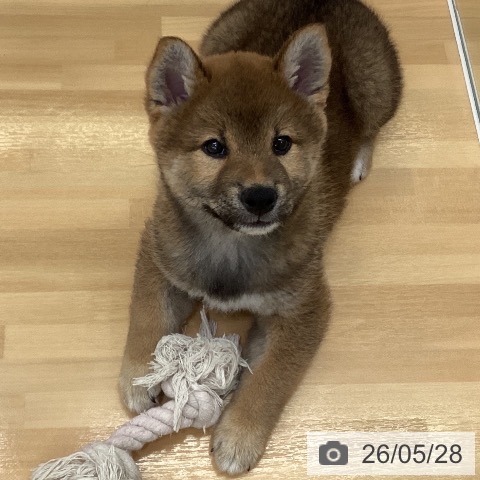 長野県の柴犬(標準サイズ) (ペットプラス 松本店/2026年3月16日生まれ/男の子/赤)の子犬の3枚目の画像