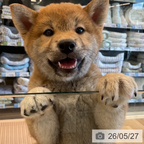 千葉県の柴犬(標準サイズ) (ペットプラス コトエ流山おおたかの森店/2026年3月16日生まれ/男の子/赤)の子犬の4枚目の画像