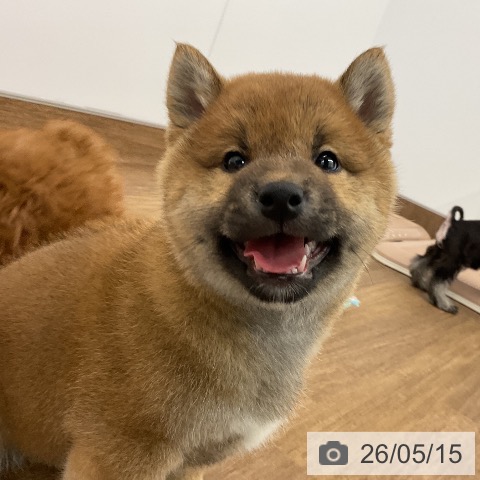 柴の写真