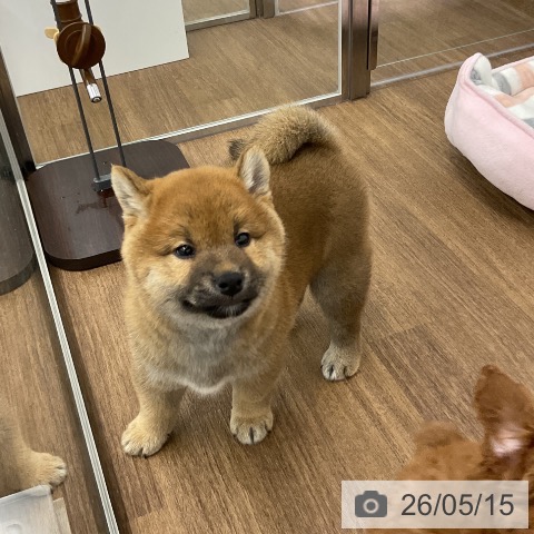 柴の写真
