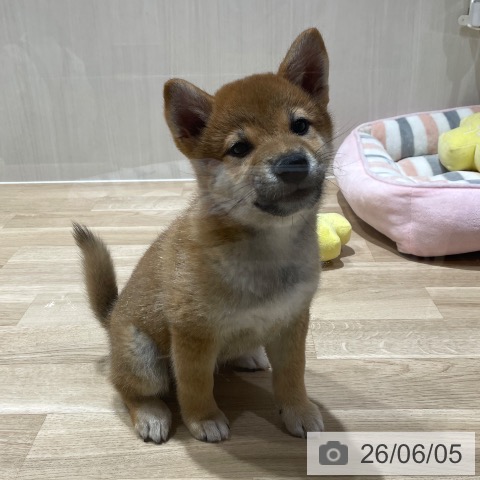 埼玉県の柴犬(標準サイズ) (ペットプラス ららぽーと富士見店/2026年3月16日生まれ/男の子/赤)の子犬の4枚目の画像