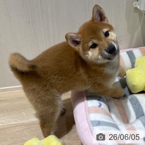 埼玉県の柴犬(標準サイズ) (ペットプラス ららぽーと富士見店/2026年3月16日生まれ/男の子/赤)の子犬の3枚目の画像