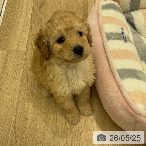 神奈川県のトイプードル(トイ) (ペットプラス 天王町店/2026年3月16日生まれ/男の子/アプリコット)の子犬の4枚目の画像