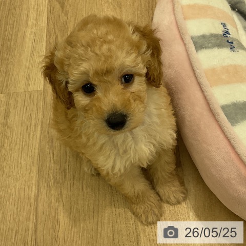 神奈川県のトイプードル(トイ) (ペットプラス 天王町店/2026年3月16日生まれ/男の子/アプリコット)の子犬の3枚目の画像