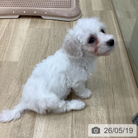 東京都のビションフリーゼ (ペットプラス 日の出店/2026年3月13日生まれ/女の子/ホワイト)の子犬の3枚目の画像