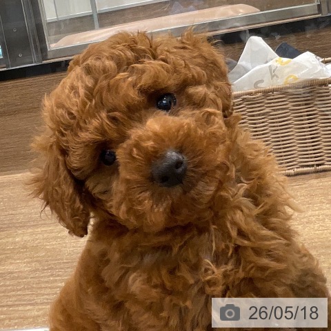 神奈川県のトイプードル(トイ) (ペッツワン 小田原店/2026年3月15日生まれ/男の子/レッド)の子犬の4枚目の画像