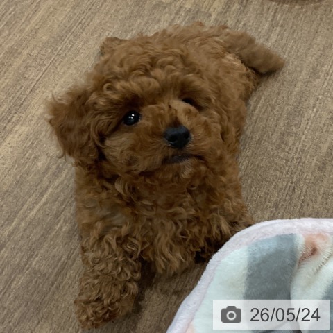 神奈川県のトイプードル(トイ) (ペッツワン 小田原店/2026年3月15日生まれ/男の子/レッド)の子犬の4枚目の画像