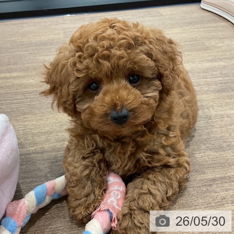 神奈川県のトイプードル(トイ) (ペッツワン 小田原店/2026年3月15日生まれ/男の子/レッド)の子犬の4枚目の画像