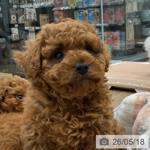 神奈川県のトイプードル(トイ) (ペッツワン 小田原店/2026年3月15日生まれ/男の子/レッド)の子犬の3枚目の画像