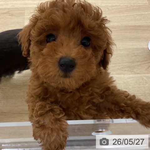 神奈川県のトイプードル(トイ) (ペットプラス 湘南平塚店/2026年3月15日生まれ/女の子/レッド)の子犬の3枚目の画像