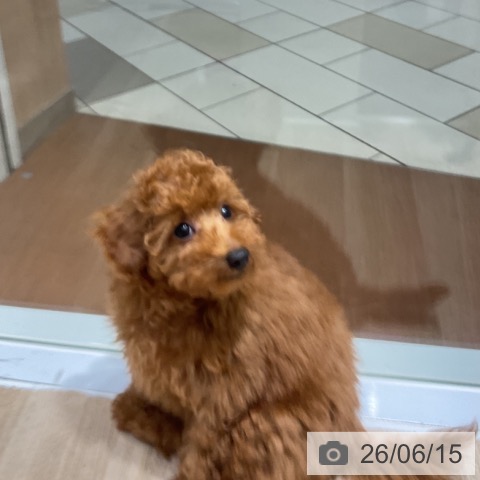 神奈川県のトイプードル(トイ) (ペッツワン 横須賀久里浜店/2026年3月15日生まれ/女の子/レッド)の子犬の4枚目の画像