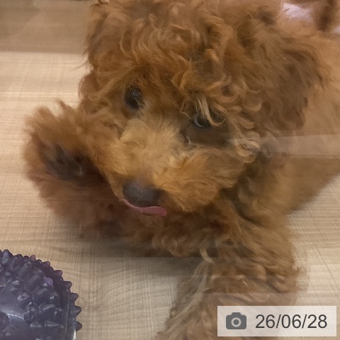 神奈川県のトイプードル(トイ) (ペッツワン 横須賀久里浜店/2026年3月15日生まれ/女の子/レッド)の子犬の4枚目の画像