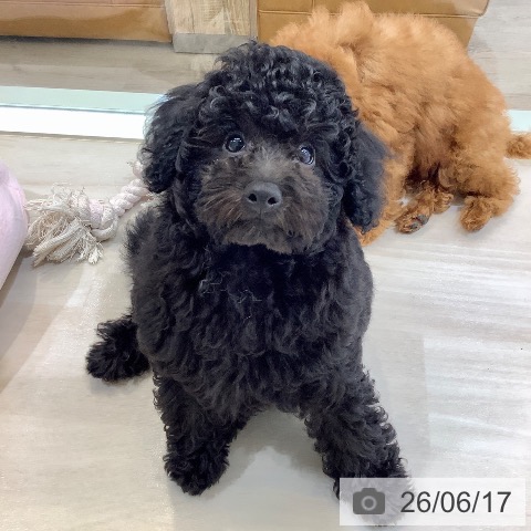 埼玉県のトイプードル(トイ) (ペットプラス クレアモール川越店/2026年3月16日生まれ/男の子/ブラック)の子犬の4枚目の画像