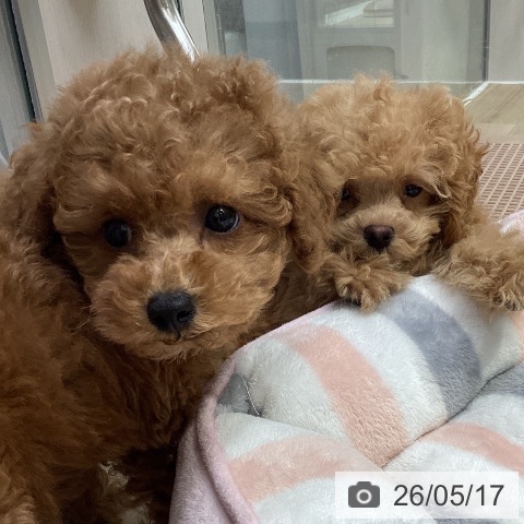 神奈川県のトイプードル(トイ) (ペットプラス 座間店/2026年3月16日生まれ/男の子/レッド)の子犬の4枚目の画像