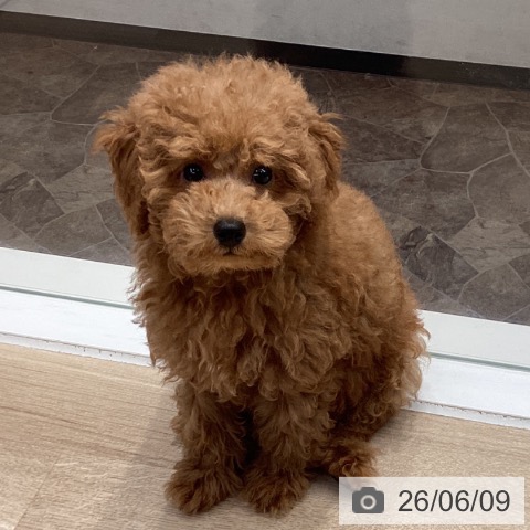 神奈川県のトイプードル(トイ) (ペットプラス 座間店/2026年3月16日生まれ/男の子/レッド)の子犬の4枚目の画像