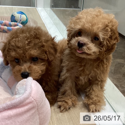 神奈川県のトイプードル(トイ) (ペットプラス 座間店/2026年3月16日生まれ/男の子/レッド)の子犬の3枚目の画像