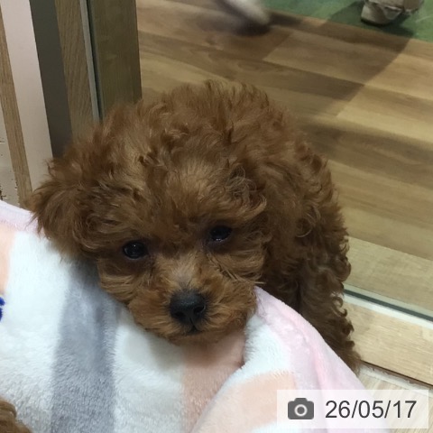 神奈川県のトイプードル(トイ) (ペットプラス 川崎ルフロン店/2026年3月16日生まれ/男の子/レッド)の子犬の4枚目の画像