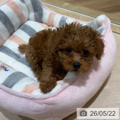 神奈川県のトイプードル(トイ) (ペットプラス 川崎ルフロン店/2026年3月16日生まれ/男の子/レッド)の子犬の4枚目の画像