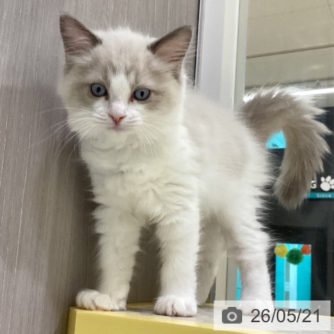 長野県のラグドール (ペットプラス 松本店/2026年3月15日生まれ/女の子/ブルーポイントバイカラー)の子猫の3枚目の画像