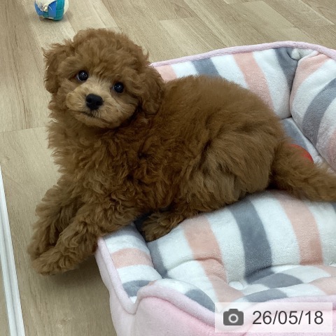 神奈川県のトイプードル(トイ) (ペットプラス 相模原並木店/2026年3月11日生まれ/男の子/レッド)の子犬の4枚目の画像