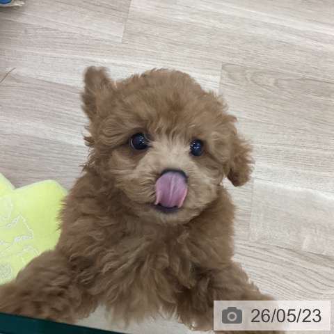 神奈川県のトイプードル(トイ) (ペットプラス 相模原並木店/2026年3月11日生まれ/男の子/レッド)の子犬の3枚目の画像