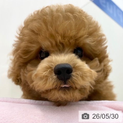 神奈川県のトイプードル(トイ) (ペットプラス 相模原並木店/2026年3月11日生まれ/男の子/レッド)の子犬の3枚目の画像