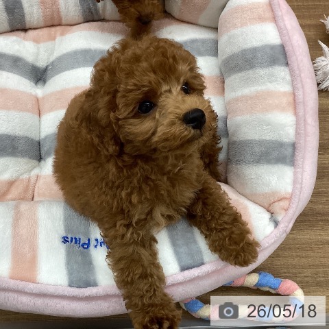 東京都のトイプードル(トイ) (ペッツワン 青梅インター店/2026年3月11日生まれ/男の子/レッド)の子犬の4枚目の画像