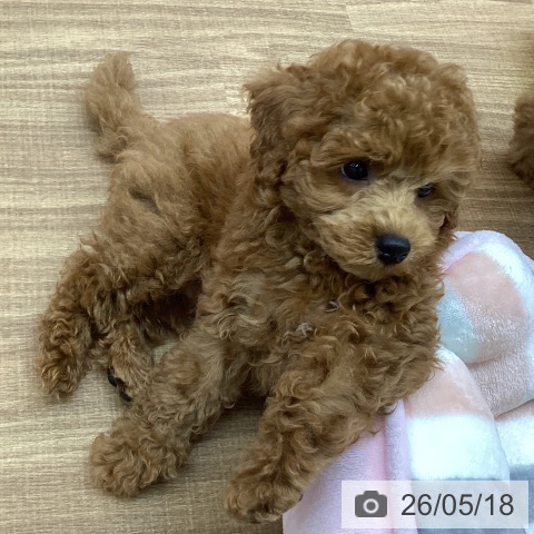 東京都のトイプードル(トイ) (ペッツワン 青梅インター店/2026年3月11日生まれ/男の子/レッド)の子犬の3枚目の画像