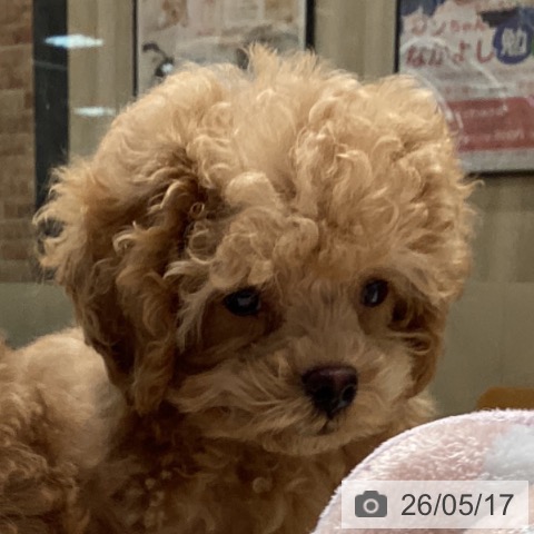 神奈川県のトイプードル(トイ) (ペットプラス 座間店/2026年3月4日生まれ/男の子/アプリコット)の子犬の4枚目の画像