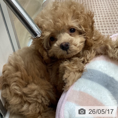 神奈川県のトイプードル(トイ) (ペットプラス 座間店/2026年3月4日生まれ/男の子/アプリコット)の子犬の3枚目の画像