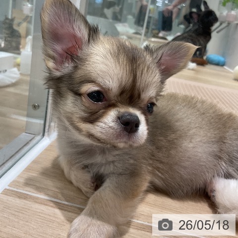 千葉県のチワワ(ロング) (ペットプラス 木更津店/2026年3月15日生まれ/男の子/フォーン)の子犬の3枚目の画像
