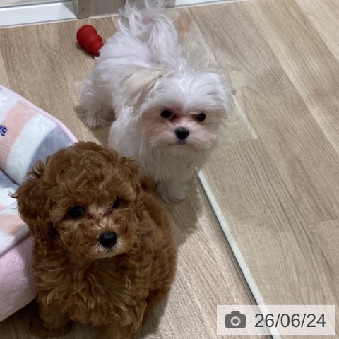 宮城県のマルチーズ (ペットプラス 仙台上杉店/2026年3月10日生まれ/女の子/ホワイト)の子犬の3枚目の画像