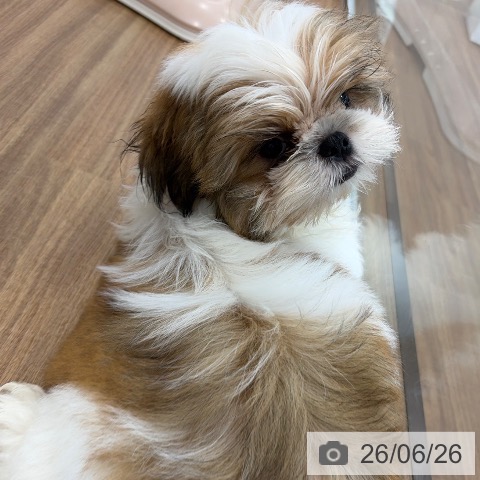 茨城県のシーズー (ペッツワン つくば店/2026年3月17日生まれ/男の子/ゴールドホワイト)の子犬の4枚目の画像