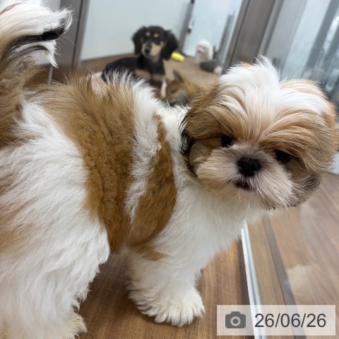 茨城県のシーズー (ペッツワン つくば店/2026年3月17日生まれ/男の子/ゴールドホワイト)の子犬の3枚目の画像