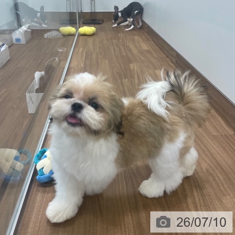 茨城県のシーズー (ペッツワン つくば店/2026年3月17日生まれ/男の子/ゴールドホワイト)の子犬の4枚目の画像