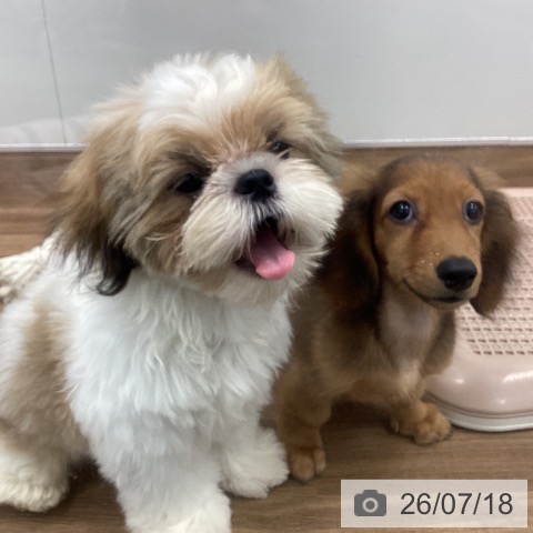 茨城県のシーズー (ペッツワン つくば店/2026年3月17日生まれ/男の子/ゴールドホワイト)の子犬の3枚目の画像