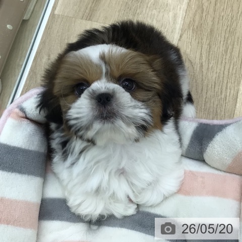福島県のシーズー (ペットプラス 福島店/2026年3月17日生まれ/男の子/ゴールドホワイト)の子犬の4枚目の画像