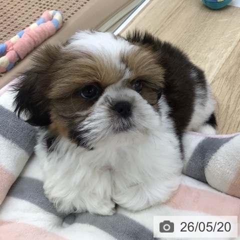 福島県のシーズー (ペットプラス 福島店/2026年3月17日生まれ/男の子/ゴールドホワイト)の子犬の3枚目の画像