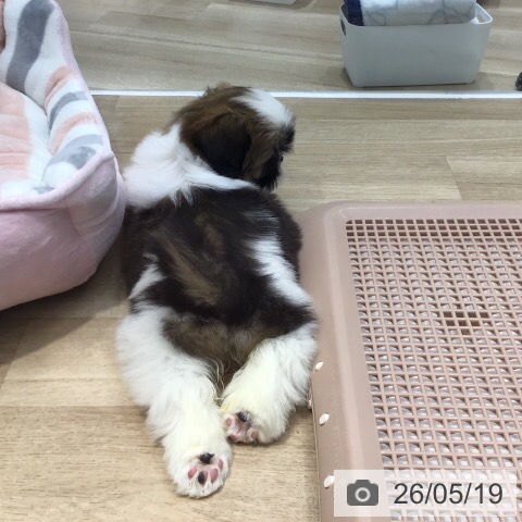 千葉県のシーズー (ペットプラス コトエ流山おおたかの森店/2026年3月17日生まれ/女の子/ゴールドホワイト)の子犬の4枚目の画像
