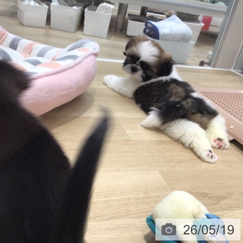 千葉県のシーズー (ペットプラス コトエ流山おおたかの森店/2026年3月17日生まれ/女の子/ゴールドホワイト)の子犬の3枚目の画像