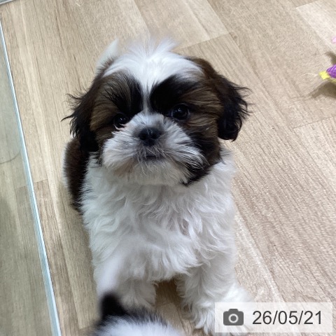 宮城県のシーズー (ペットプラス 名取店/2026年3月17日生まれ/女の子/ゴールドホワイト)の子犬の3枚目の画像