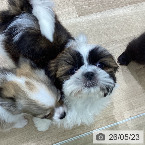 宮城県のシーズー (ペットプラス 名取店/2026年3月17日生まれ/女の子/ゴールドホワイト)の子犬の3枚目の画像