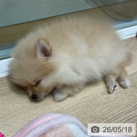 ポメラニアンの写真