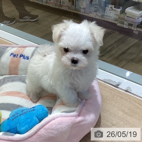 東京都のマルチーズ (ペットプラス むさし村山店/2026年3月18日生まれ/女の子/ホワイト)の子犬の3枚目の画像