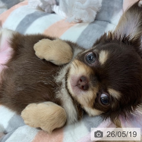 チワワの写真